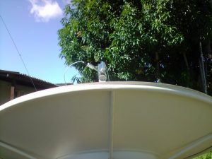 Borba tem Internet via satélite ilimitada